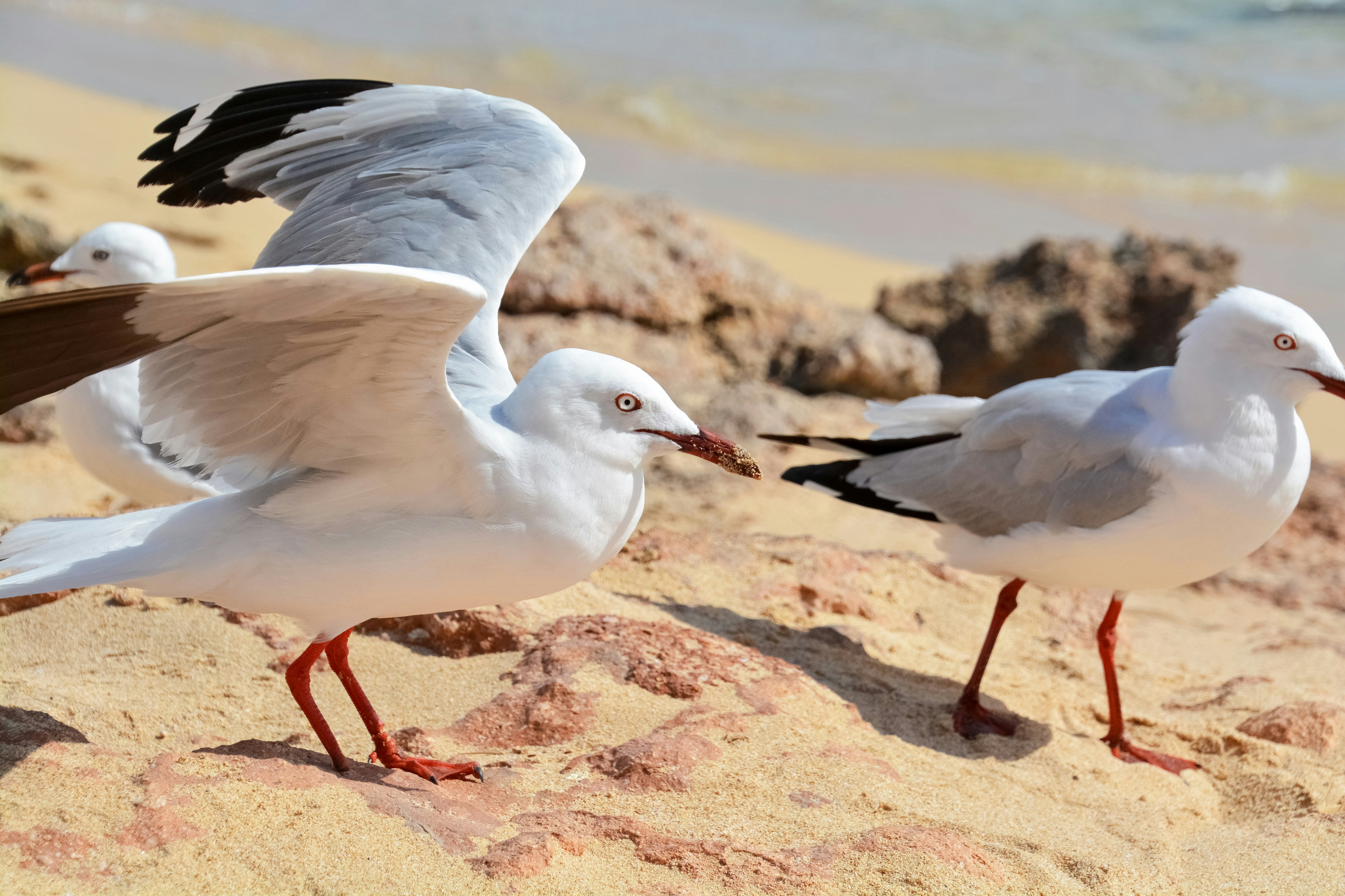 white and black bird on brown sand during daytime